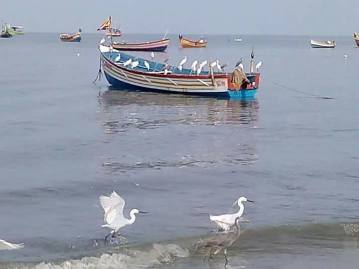 Sea Breeze Beach Home Alappuzha Extérieur photo